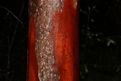 Eucalyptus major