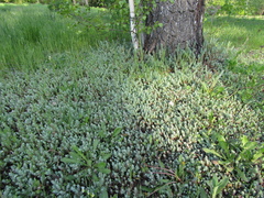 Petrosedum orientale
