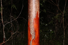 Eucalyptus major