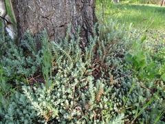 Petrosedum orientale