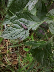 Epicauta curvicornis