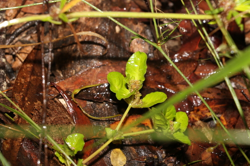 Image of Alternanthera nana by (c) Greg Tasney, some rights reserved (CC BY-SA)