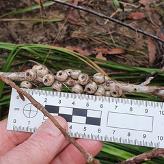 Melaleuca megalongensis