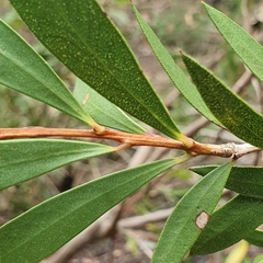 Melaleuca megalongensis