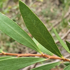 Melaleuca megalongensis