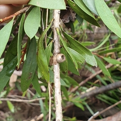 Melaleuca megalongensis