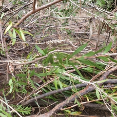 Melaleuca megalongensis