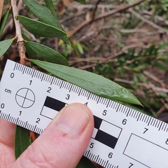 Melaleuca megalongensis