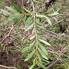 Melaleuca megalongensis