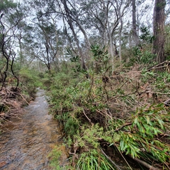 Melaleuca megalongensis