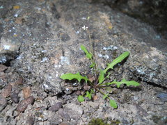 Caulanthus lasiophyllus