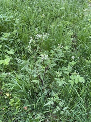 Anthriscus sylvestris