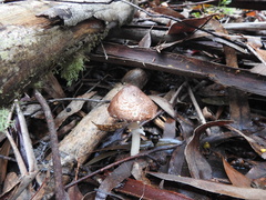 Amarrendiae
