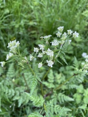 Anthriscus sylvestris