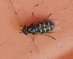 Lapposyrphus