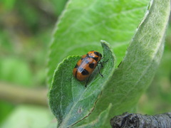 Cryptocephalus laevicollis