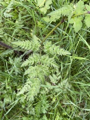Anthriscus sylvestris