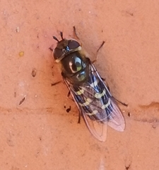 Lapposyrphus