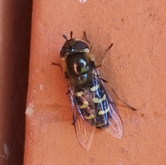 Lapposyrphus