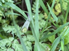 Anthriscus sylvestris
