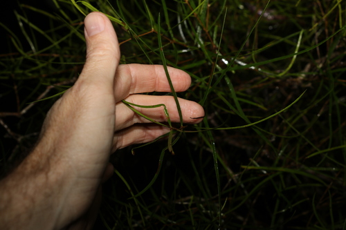 Image of Notelaea lloydii by (c) Greg Tasney, some rights reserved (CC BY-SA)