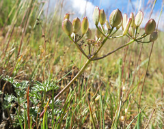Lomatium canbyi