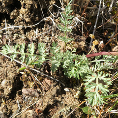 Lomatium canbyi