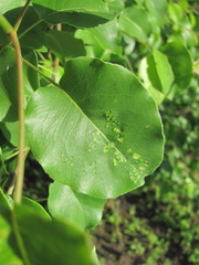 Eriophyes pyri