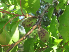 Wilsonomyces carpophilus