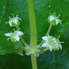 Hydrocotyle prolifera