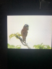 Emberiza cioides