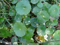 Hydrocotyle prolifera