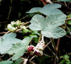 Rubus fairholmianus