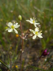 Muilla maritima