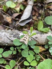 Diasemia accalis