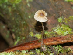 Entoloma readiae