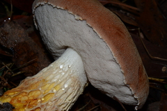 Austroboletus lacunosus