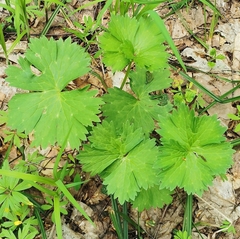 Aconitum lasiostomum