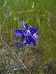 Delphinium variegatum