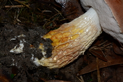 Austroboletus lacunosus