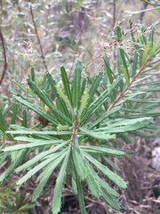 Banksia cunninghamii
