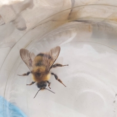 Bombus modestus
