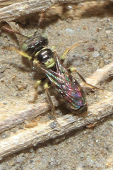 Flavipanurgus
