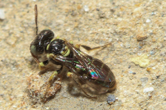 Flavipanurgus