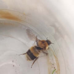Bombus modestus