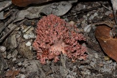 Ramaria botrytoides