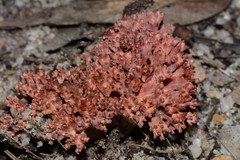 Ramaria botrytoides