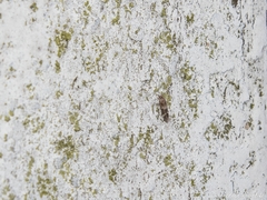 Mompha sturnipennella