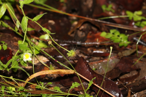 Image of Calotis dentex by (c) Greg Tasney, some rights reserved (CC BY-SA)