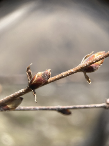 Himalayan Birch